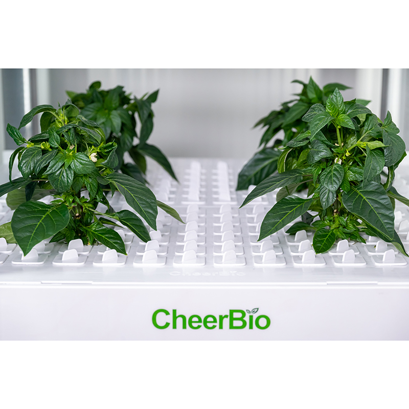 Nowy inteligentny system sadze – Indoor Garden Kit recenzja i cena